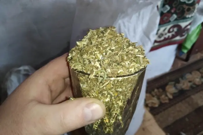 Тютюн свіжий запашний Махорка домашній Самосад то що нада- фото № 1