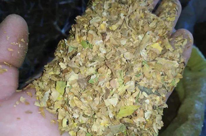 Домашний махорка - самосад а также табак хлопья и лапша порезка 2 сорта все домашнее- фото № 1