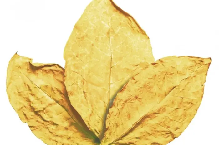Куплю табак сорта Virginia Gold (Вирджиния Голд) не резаный- фото № 1