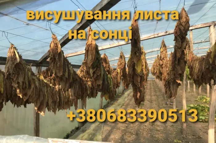 Тютюн Вірджінія середньої міцності – 700 грн- фото № 5