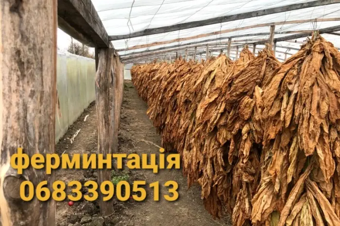 Тютюн Вірджінія середньої міцності – 700 грн- фото № 8