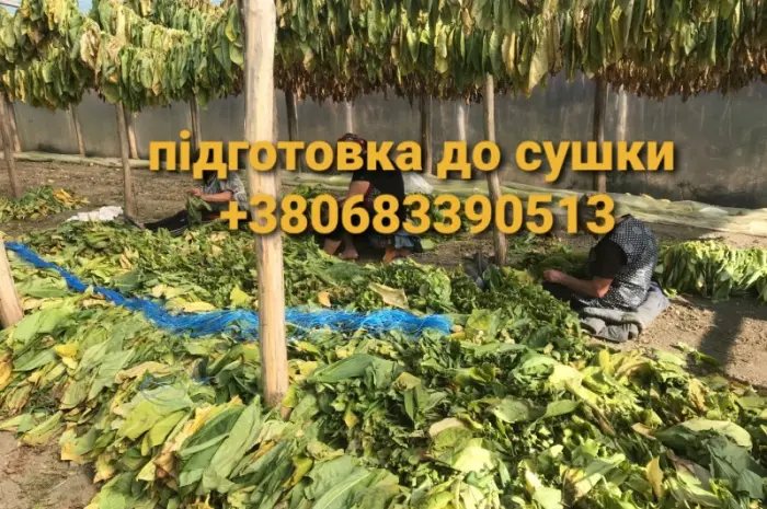 Продается Тютюн Virginia по цене 700 грн за 1 кг- фото № 4