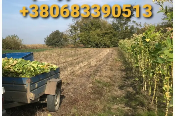 Продается Тютюн Virginia по цене 700 грн за 1 кг- фото № 8
