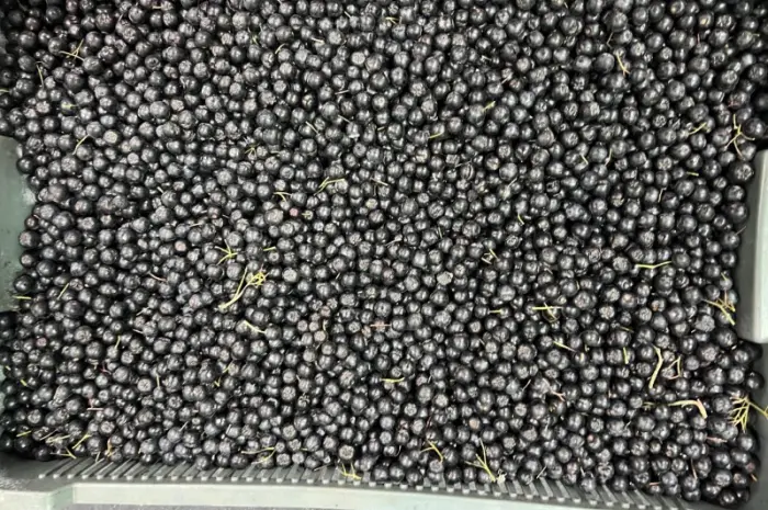 Продажа замороженной малины и других ягод- фото № 2