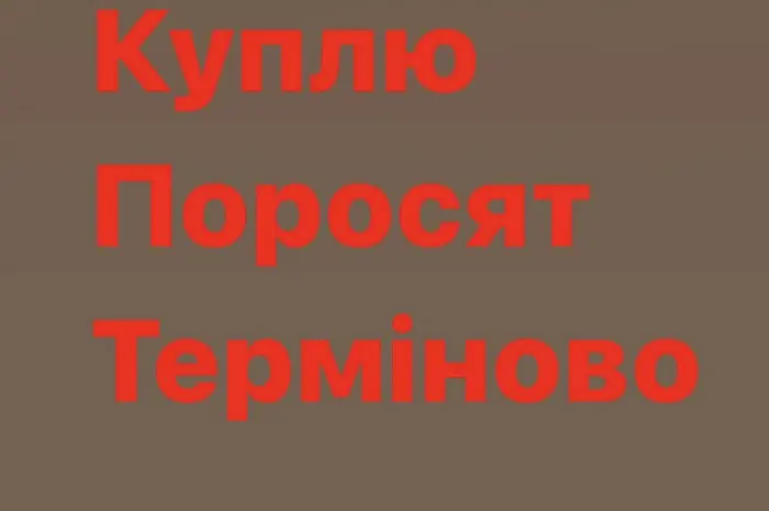 Куплю из вашего хозяйства поросят свиней- фото № 1