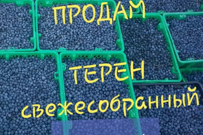Продажа терна (терен) крупными объемами! Урожай 2025 г.- фото № 1