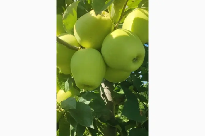 Продам яблоки- фото № 1
