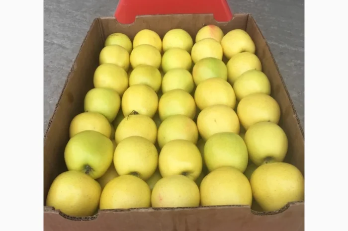 Продаж яблук голден 20 тонн від 65 калібру- фото № 1