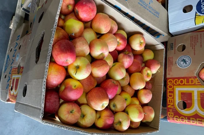 Продаются качественные школьные яблоки от 2 тонн- фото № 1