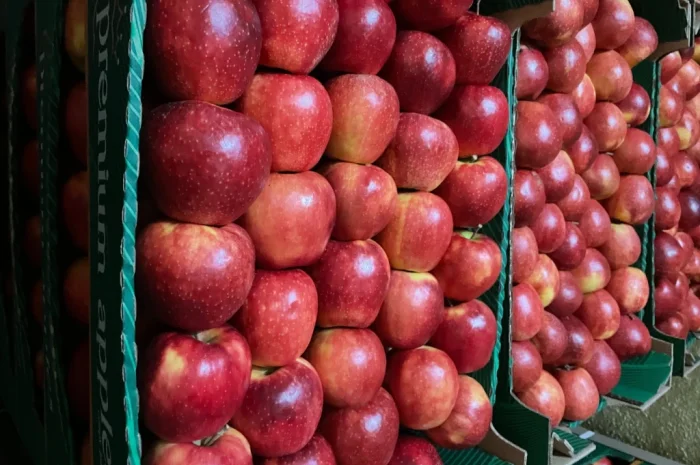 Продаются яблоки разных сортов- фото № 1
