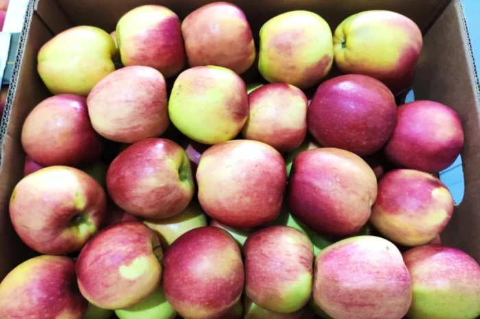 Продаются яблоки сортов Флоріна, Айдаред, Пінова, Чемпіон, Ліголь, Голден- фото № 8