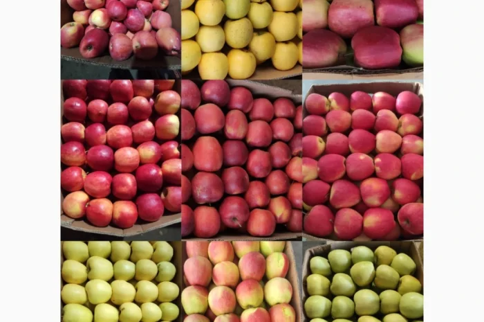 Продаются яблоки сортов Флоріна, Айдаред, Пінова, Чемпіон, Ліголь, Голден- фото № 9