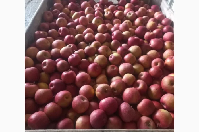 Продам яблука різних сортів- фото № 1