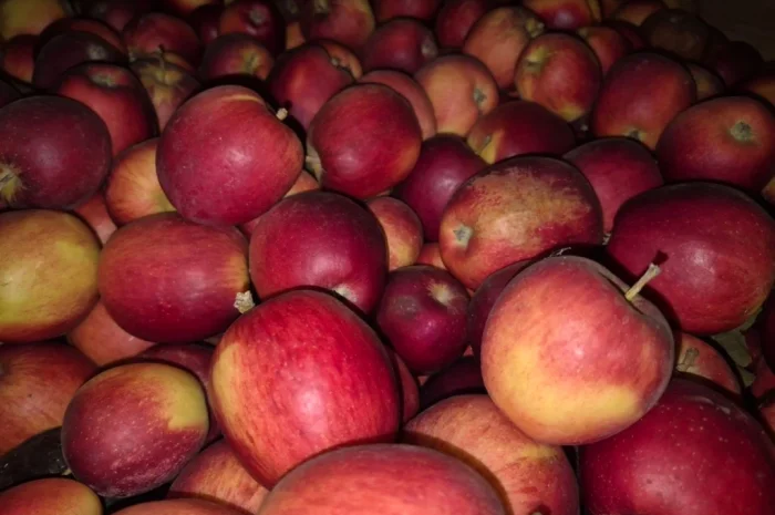 Продам яблука різних сортів- фото № 2