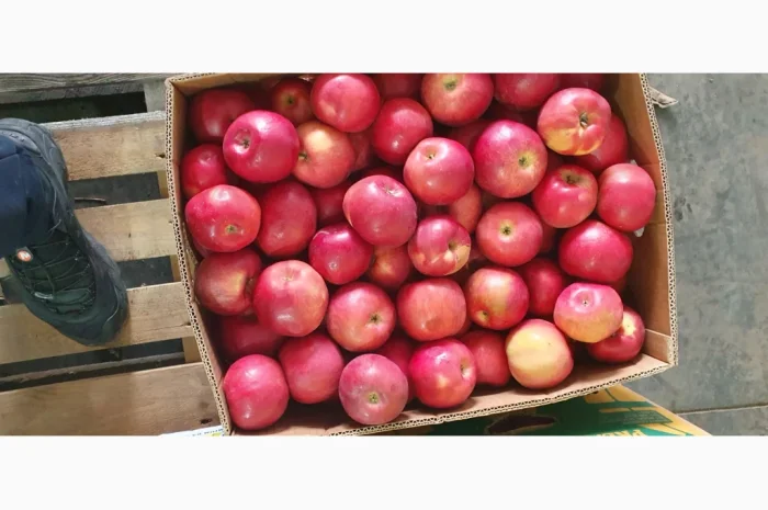 Яблука різних сортів у продажу- фото № 2