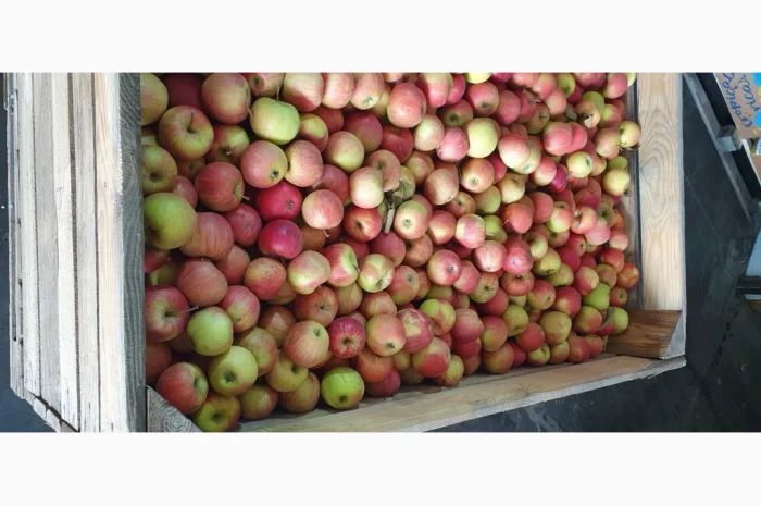 Яблука різних сортів у продажу- фото № 6