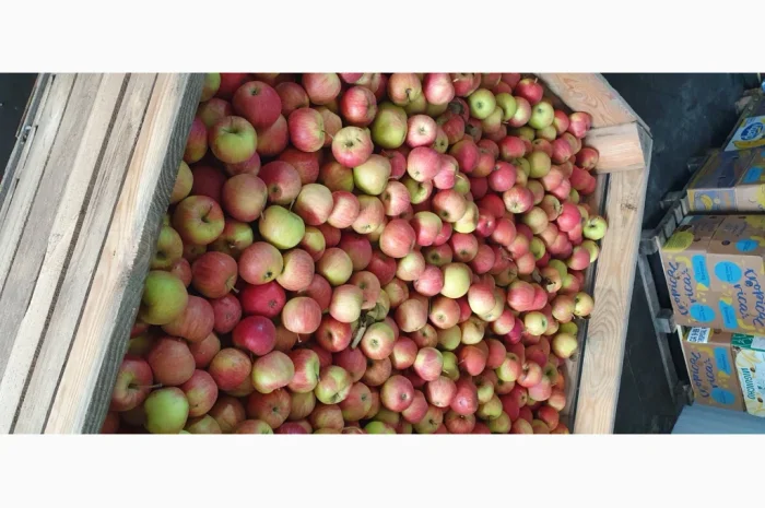 Яблука різних сортів у продажу- фото № 7