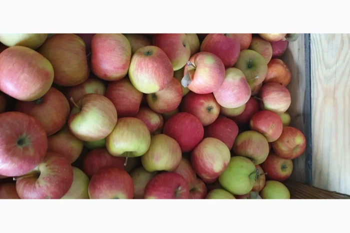 Яблука різних сортів у продажу- фото № 8