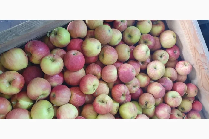 Яблука різних сортів у продажу- фото № 9