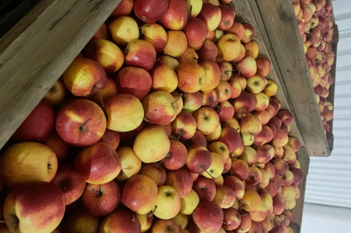 Продаются яблоки первого сорта от 3 тонн- фото № 1