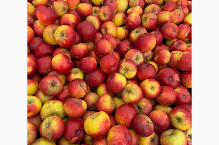 Продаются яблоки на переработку- фото № 1