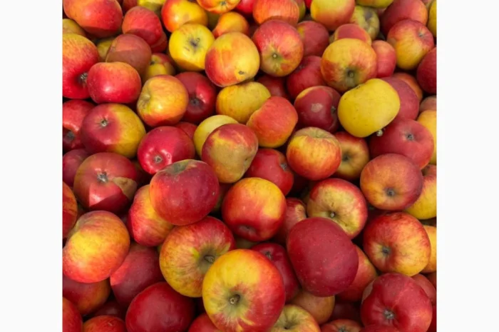 Продаются яблоки на переработку- фото № 3