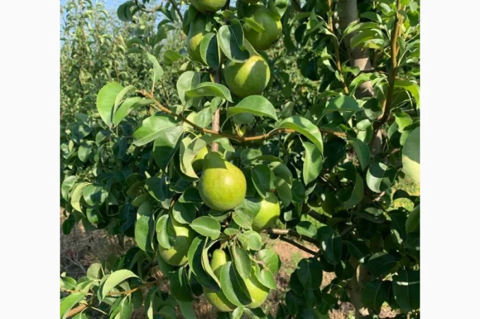 Продаються яблука нового врожаю- фото № 5