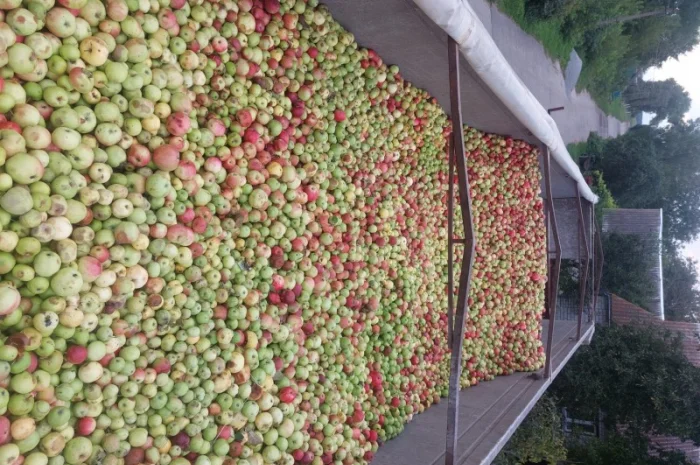 Продаются яблоки на переработку от 25 тонн с доставкой- фото № 1