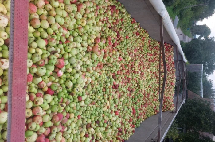 Продаются яблоки на переработку от 25 тонн с доставкой- фото № 2