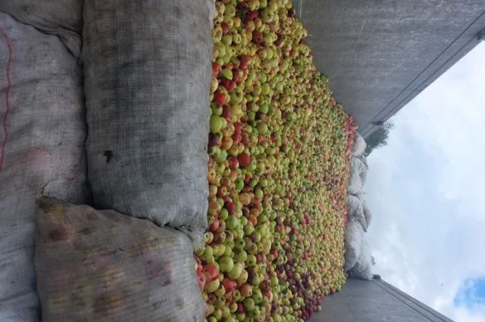 Купую яблука на переробку- фото № 1