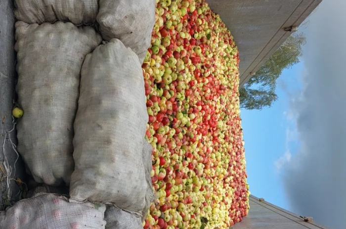 Купую яблука на переробку- фото № 2