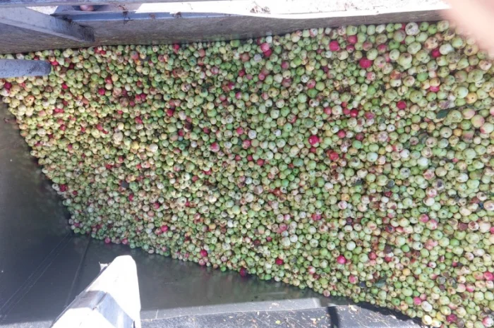 Купую яблука на переробку- фото № 3