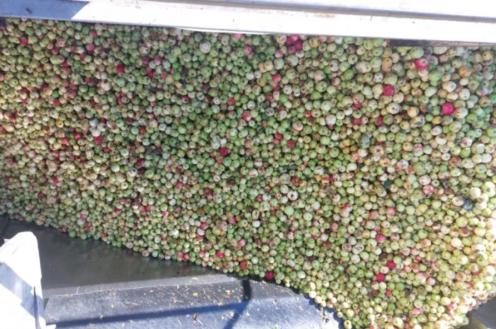 Купую яблука на переробку- фото № 4