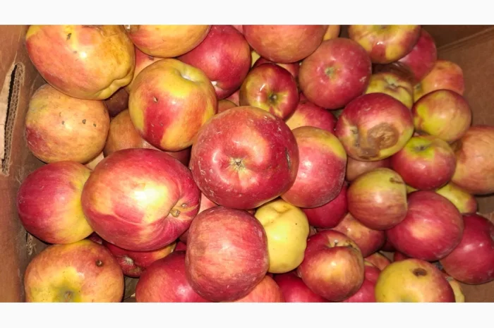 Продается яблоко для переработки- фото № 1