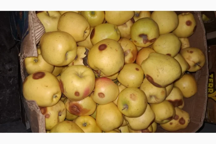 Продается яблоко для переработки- фото № 2