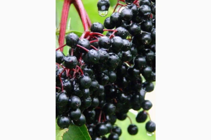 Закупаем сухую ягоду бузины – работаем с Новой почтой- фото № 1