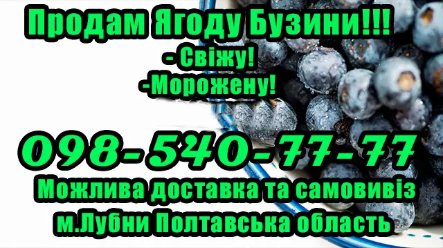 Реалізую бузину свіжу та заморожену! Оптом- фото № 1