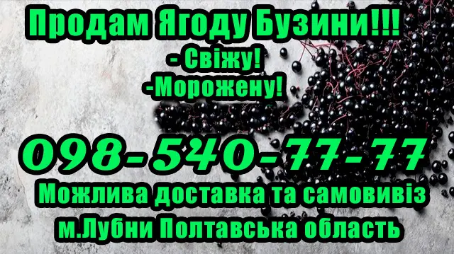 Реализуем оптом ягоду бузины- фото № 1