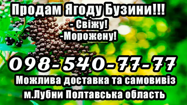 Предприятие реализует ягоду бузины!Высокое качество- фото № 1