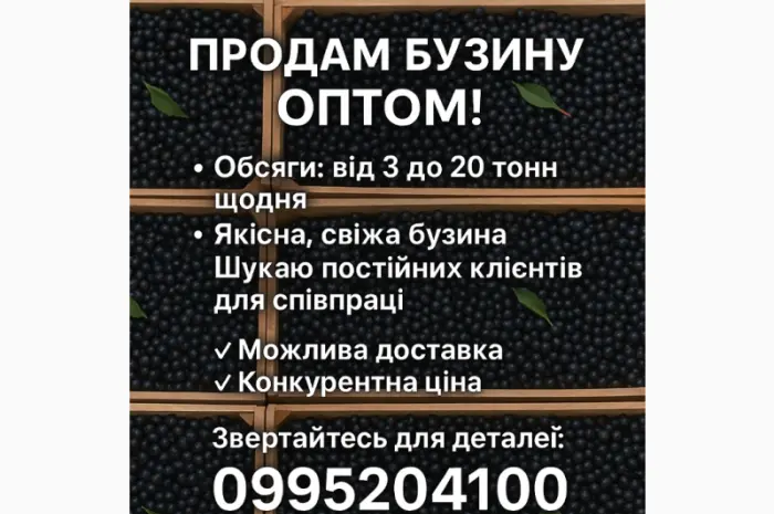 Продам бузину оптом любой объем- фото № 1