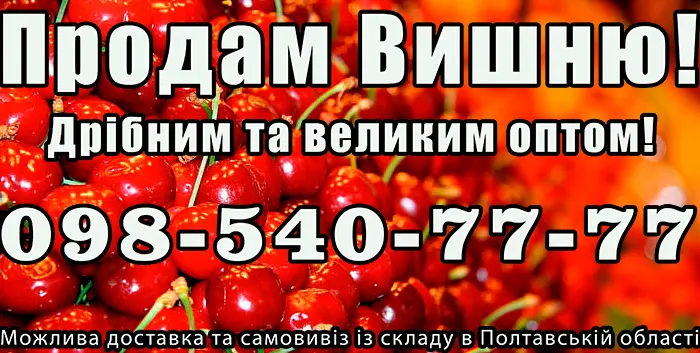 Продаю вишню- фото № 1