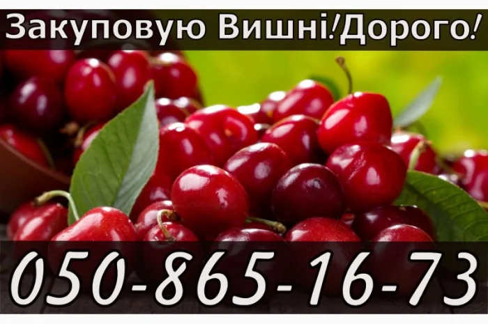 Куплю вишню на постійній основі- фото № 1
