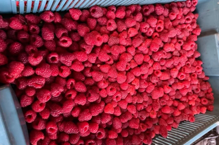 Куплю малину свіжу- фото № 1