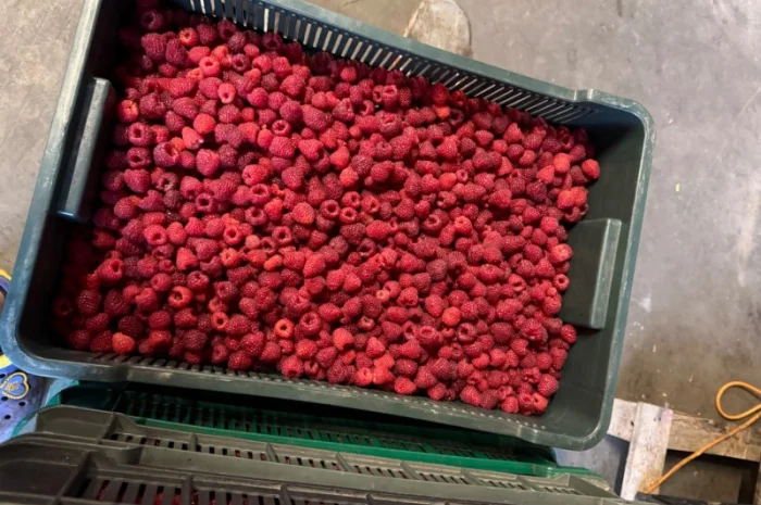 Куплю малину свіжу- фото № 2