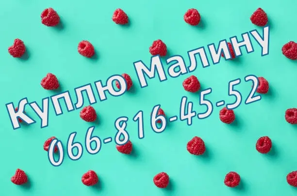 На постоянной основе закупаю свежую малину- фото № 1