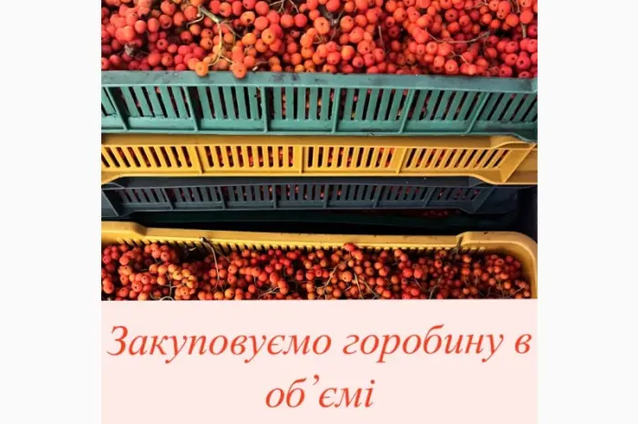 Куплю рябину красную (горобина/рябина)- фото № 1