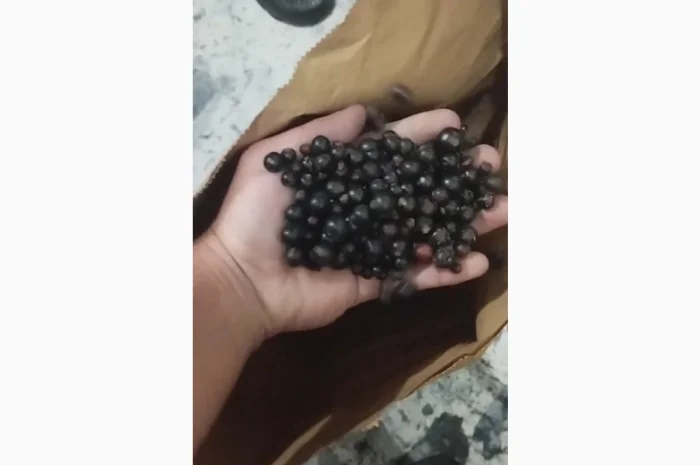 Продается смородина сорта 'Ювілейна Копаня'- фото № 1