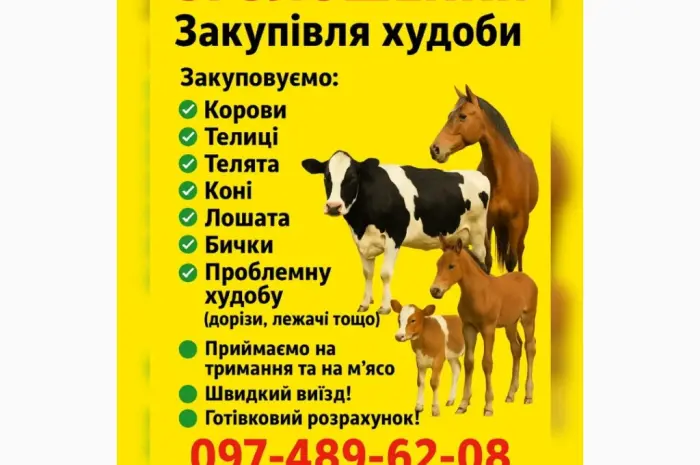 Закупка крупного рогатого скота- фото № 1