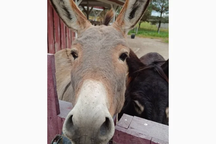 Продаємо ВІСЛЮКІВ- фото № 2