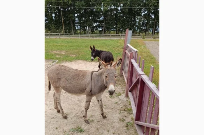 Продаємо ВІСЛЮКІВ- фото № 3